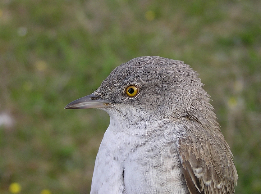 Barred Warbler, Sundre 20060604